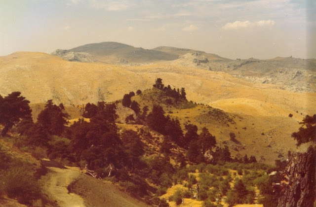 Fotografía de Laurent Minoux del paisaje del Puerto de los Quejigales en la Sierra de las Nieves, mostrando fragmentos de bosque de pinsapo. Alrededor de 1350 metros sobre el nivel del mar. 19-VIII-1976. Fuente: Dr. Laurent Minoux, http://www.minouxia.fr/minouxia-herbar-hisp.htm