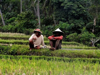 Waktu Yang Tepat Untuk Bercocok Tanam