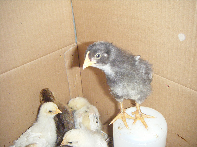 pictures of baby chicks