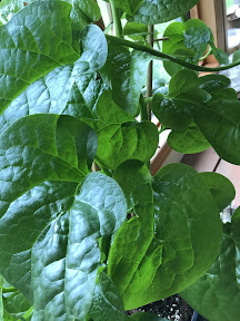 Grow malabar spinach Edmonton Alberta