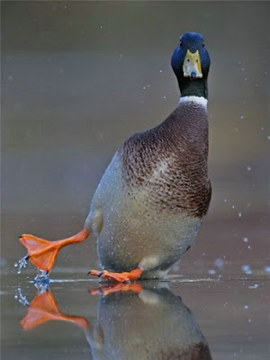 Ducks Landing On Ice