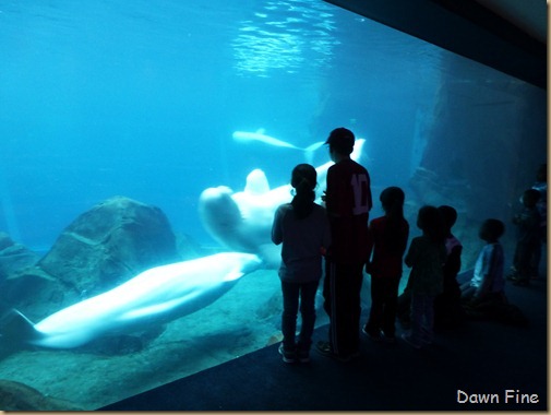 Atlanta Aquarium_203