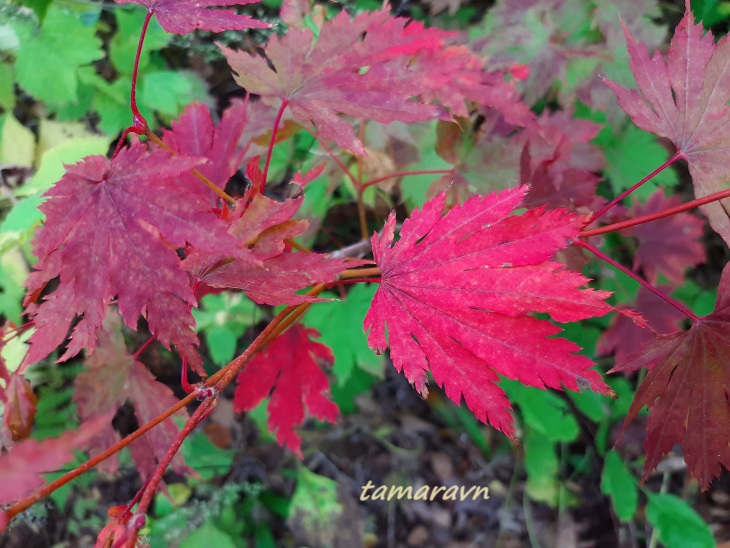 Клён ложнозибольдов (Acer pseudosieboldianum)