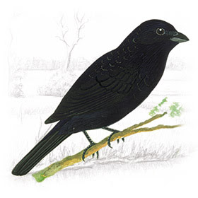 Pássaro Tiziu (Volatinia jacarina) 