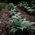 Summer Management For Potatoes