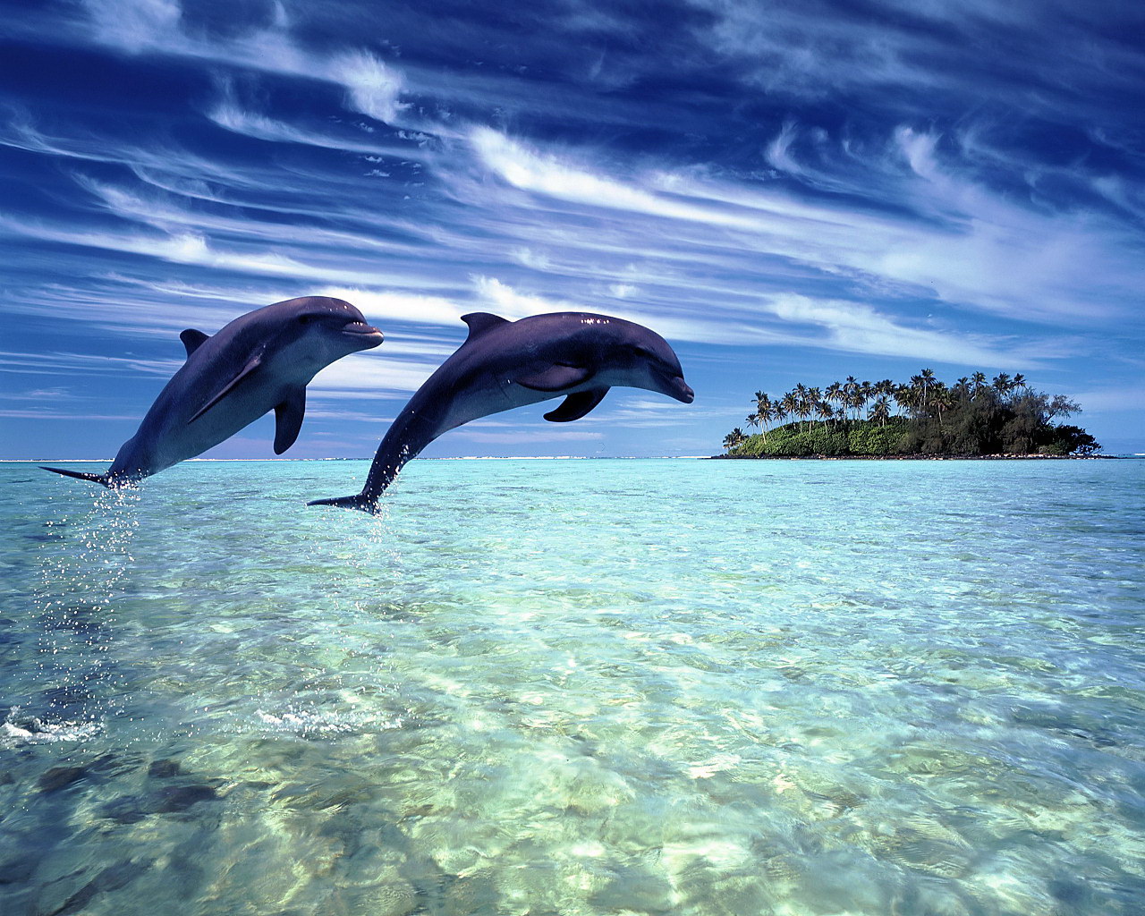 Love of Dolphins