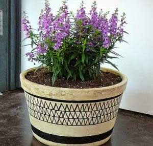 Cara Menanam Bunga Lavender di Dalam Pot ErwinHauw