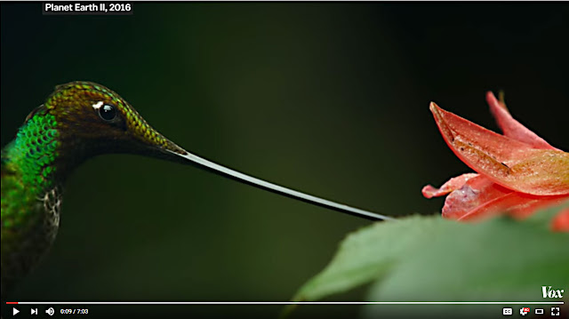 Screen Capture From The Video Showing A Hummingbird Taking A Drink Of Nectar From A Flower