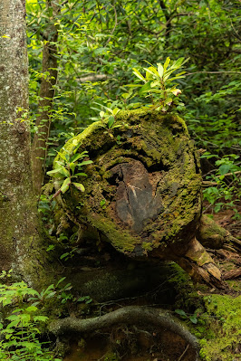 Grotto Falls Trail, Great Smoky Mountains National Park