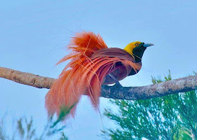 kecantikan burung