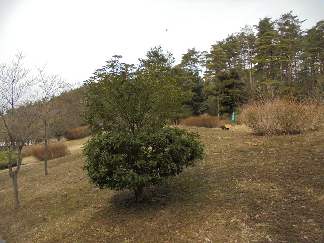 ウェルカムオフィスの前の公園