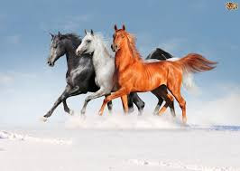 Best Horse HD Free Photos Download.5