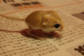 Pygmy jerboa