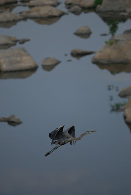 Great Blue Heron in flight over Potomac River