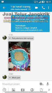 Harga Jual Telur Jangkrik Super Tujuan Tuban Jawa Timur 085656642692