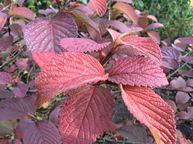 Najaarsverkleuring van Viburnum plicatum 'Rotundifolium'.