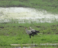 Secretary birds in Tanzania, by Daniel St-Laurent, Jan. 2018