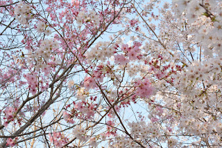 桜の里ふれあいファーム芳野の桜