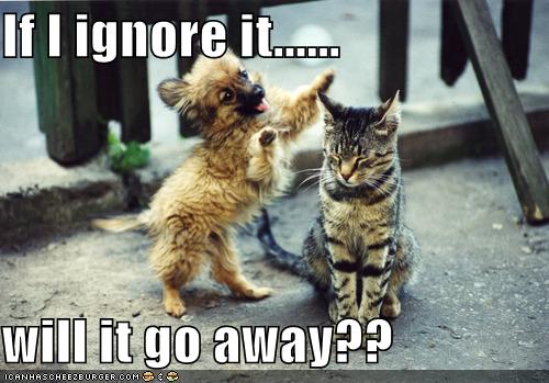 funny-pictures-cat-ignores-dog.jpg