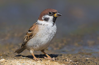 gorrion-molinero-passer-montanus-