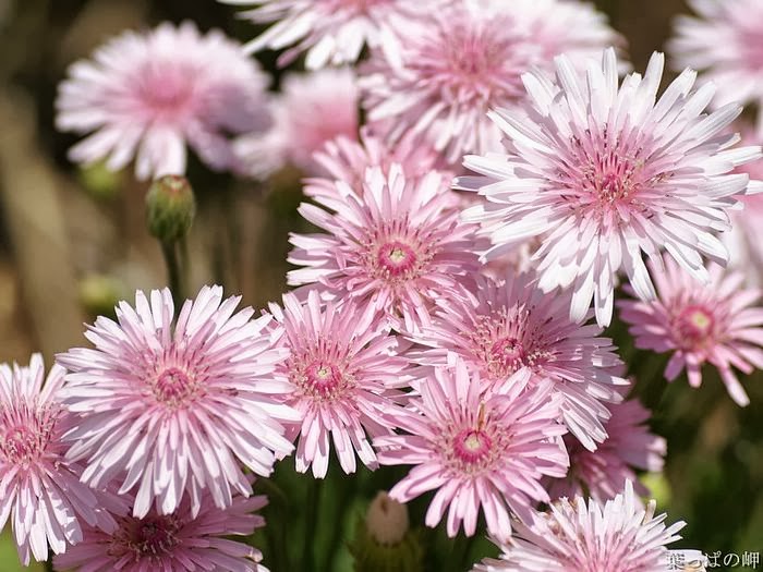 Romantic Flowers: Chrysanthemum Flowers