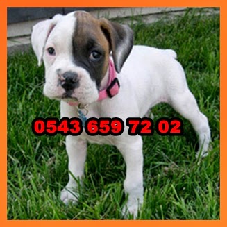 ankara, antalya, istanbul, izmir, kopek çiftliği, köpek çiftliği,boxer , satılık boxer yavruları, boxer yavrusu satılık, satılık yavru boxer, 