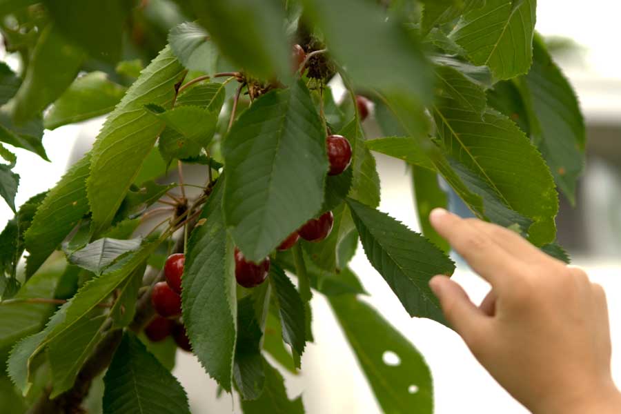 cherry tree drawing. cherry tree drawing.