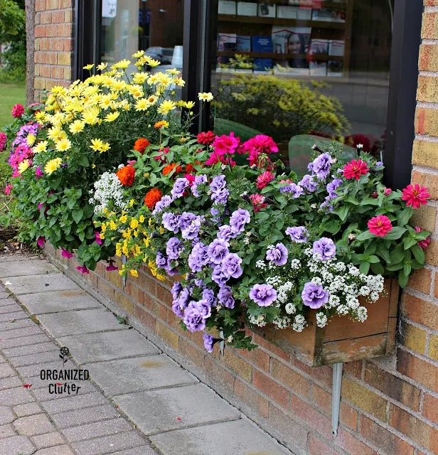 Planting The Prettiest Window Box In Town #containergarden #windowbox #annuals