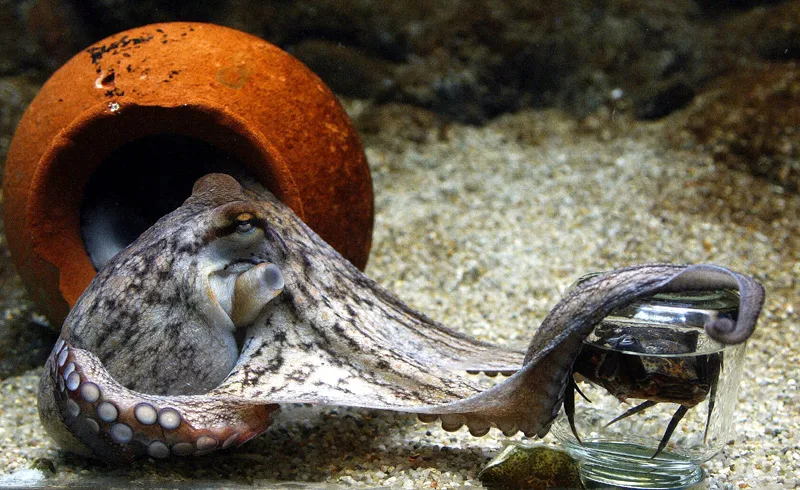 Incredible Octopus Photos and Facts