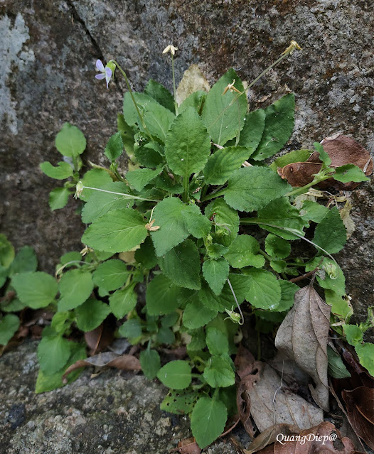 Viola tienschiensis