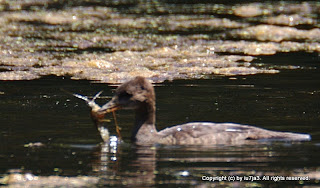 Hooded Mergansers Feeding on Crayfish