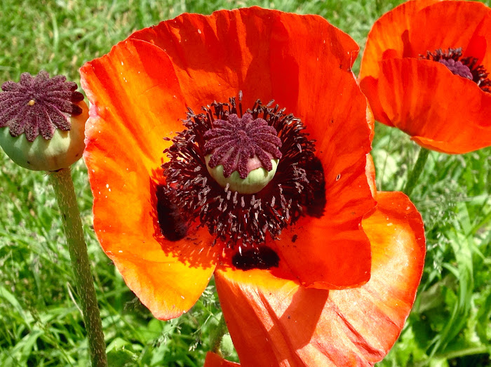 Spring Poppies