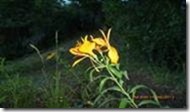 clip_image002