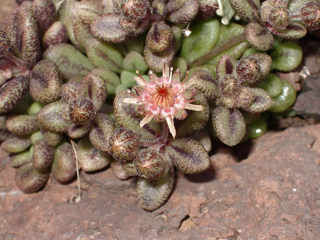 Monanthes brachycaulos