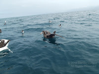 Southern giant petrel, off Kaikoura Peninsula, NZ - by Denise Motard, Feb. 2013