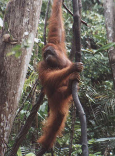 orang utan