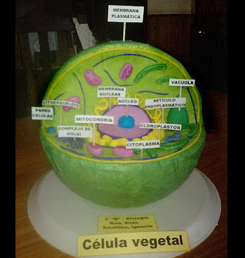 maqueta de la celula vegetal