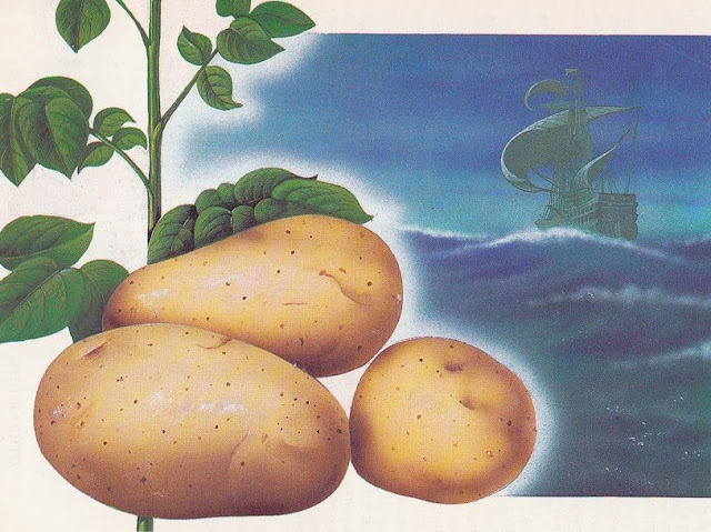 Картофель (Solanum tuberosum)