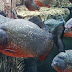 piranha 