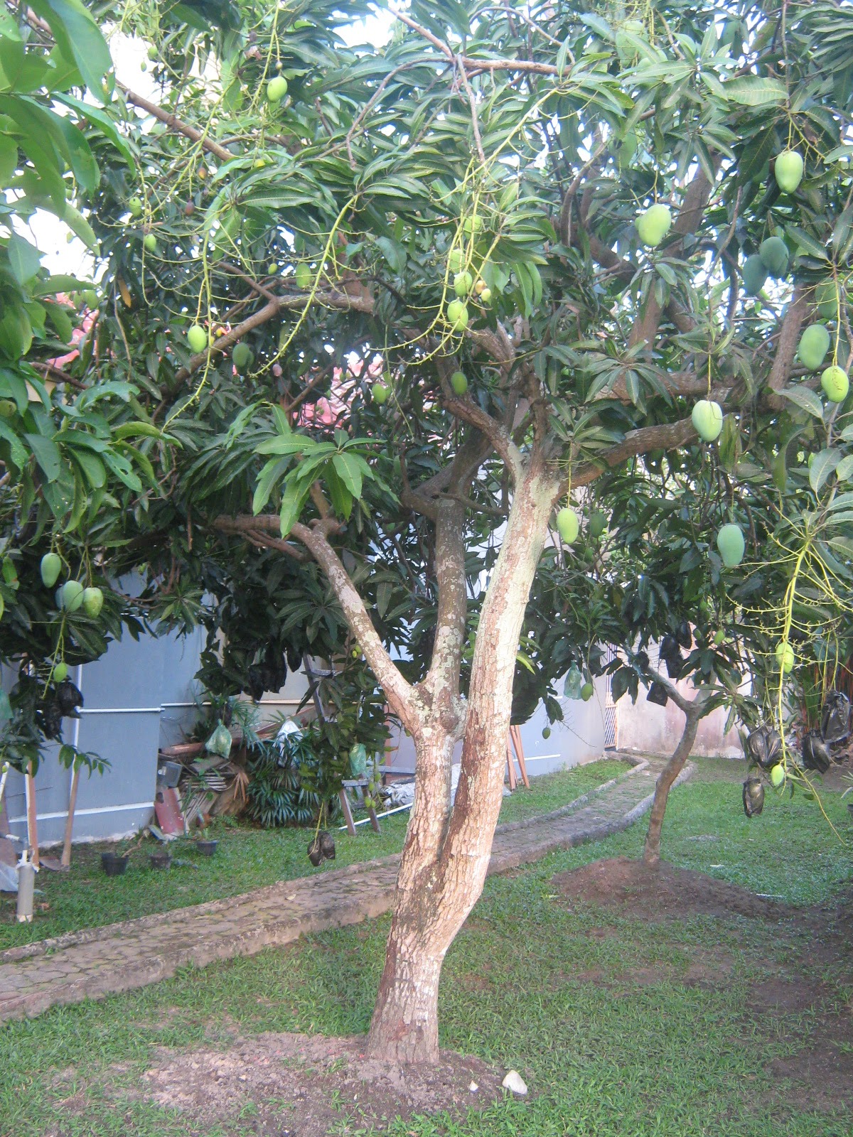RAMZI S PHOTOGRAPHY harum  manis  manggo tree with its 