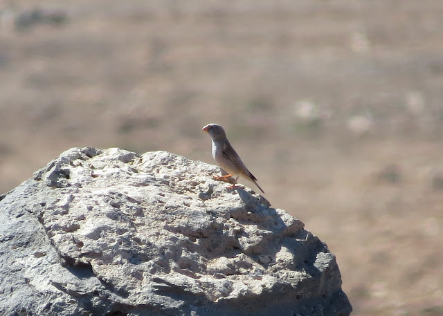 Trumpeter Finch - Embalse de los Molinos, Fuerteventura