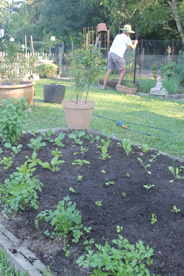 A new vegetable garden