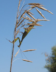 praying mantis on grass stem