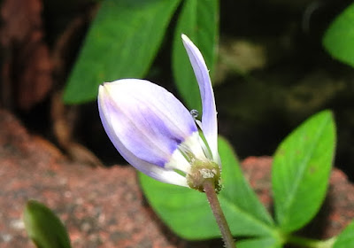 平伏莖白花菜的花