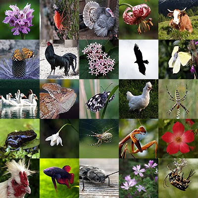 Biodiversità, una ricchezza per tutti. Foto di Andrea Mangoni.