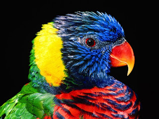 Bird Colors wallpaper