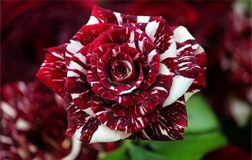 Red White Rose