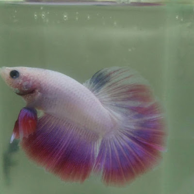 Knowing All Types Of Betta Fish - By Tail, Pattern And Color With Photo And Description