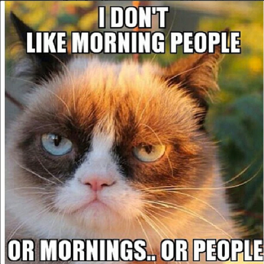 Grumpy Cat Memes