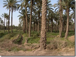 palm-farm